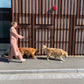 Double Dog Lead