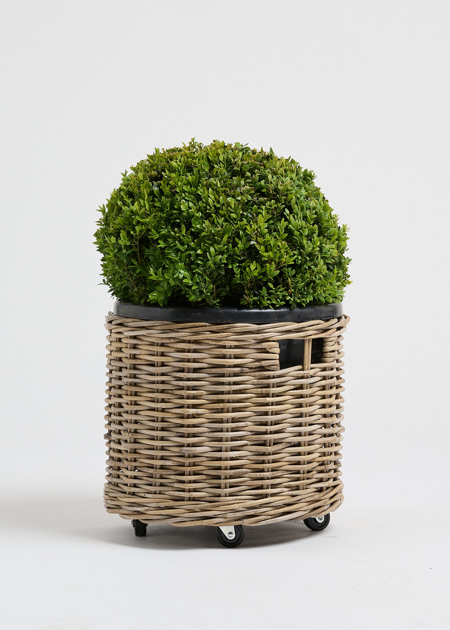 Buxus Ball and Basket