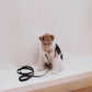 Single Dog Lead