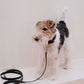 Dog Collar